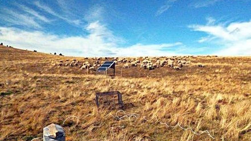 Un ramat d&#039;ovelles pasturant en un camp