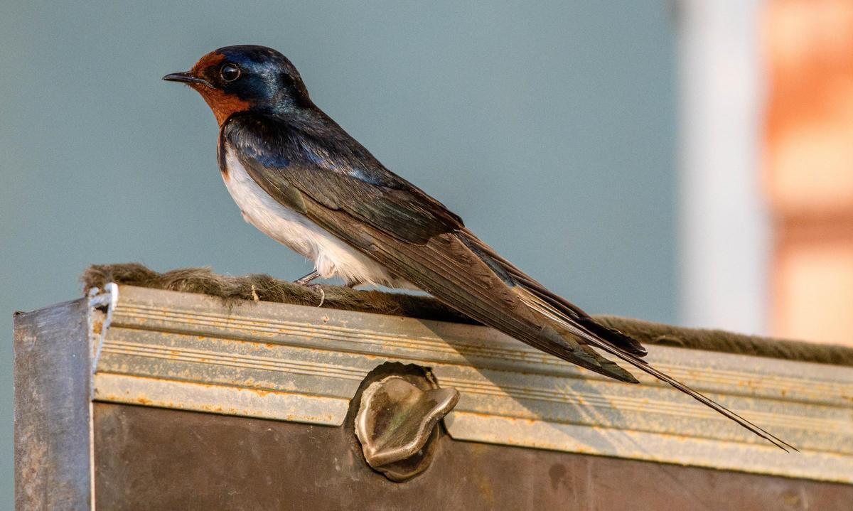 Golondrina