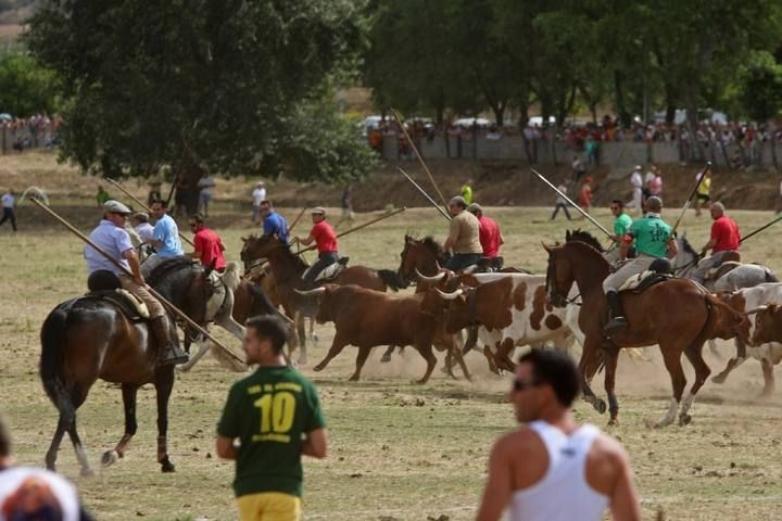 Suelta de vaquillas en las fiestas de La Visitación en Fuentesaúco