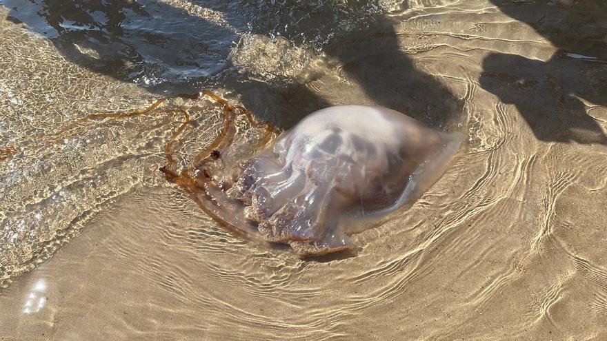 Aparece en la playa de San Juan una medusa que puede pesar hasta 40 kilos