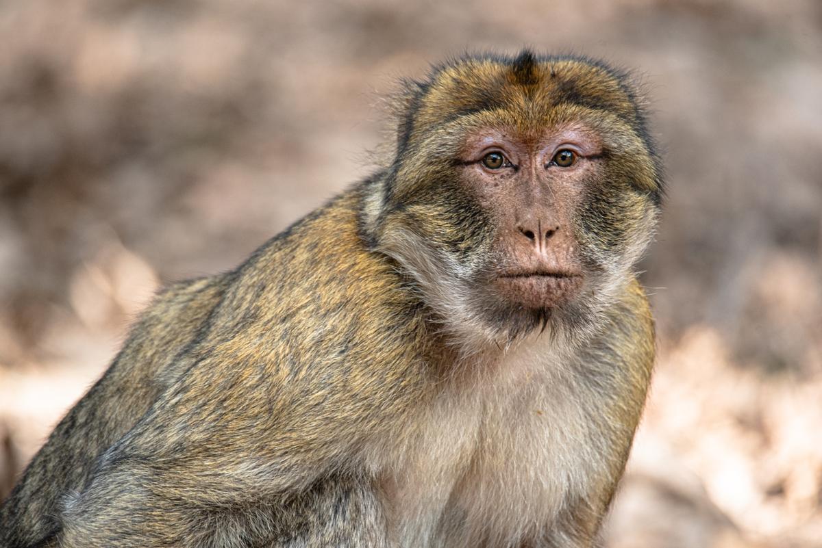 El macaco de Berbería es objeto de tráfico ilegal en España