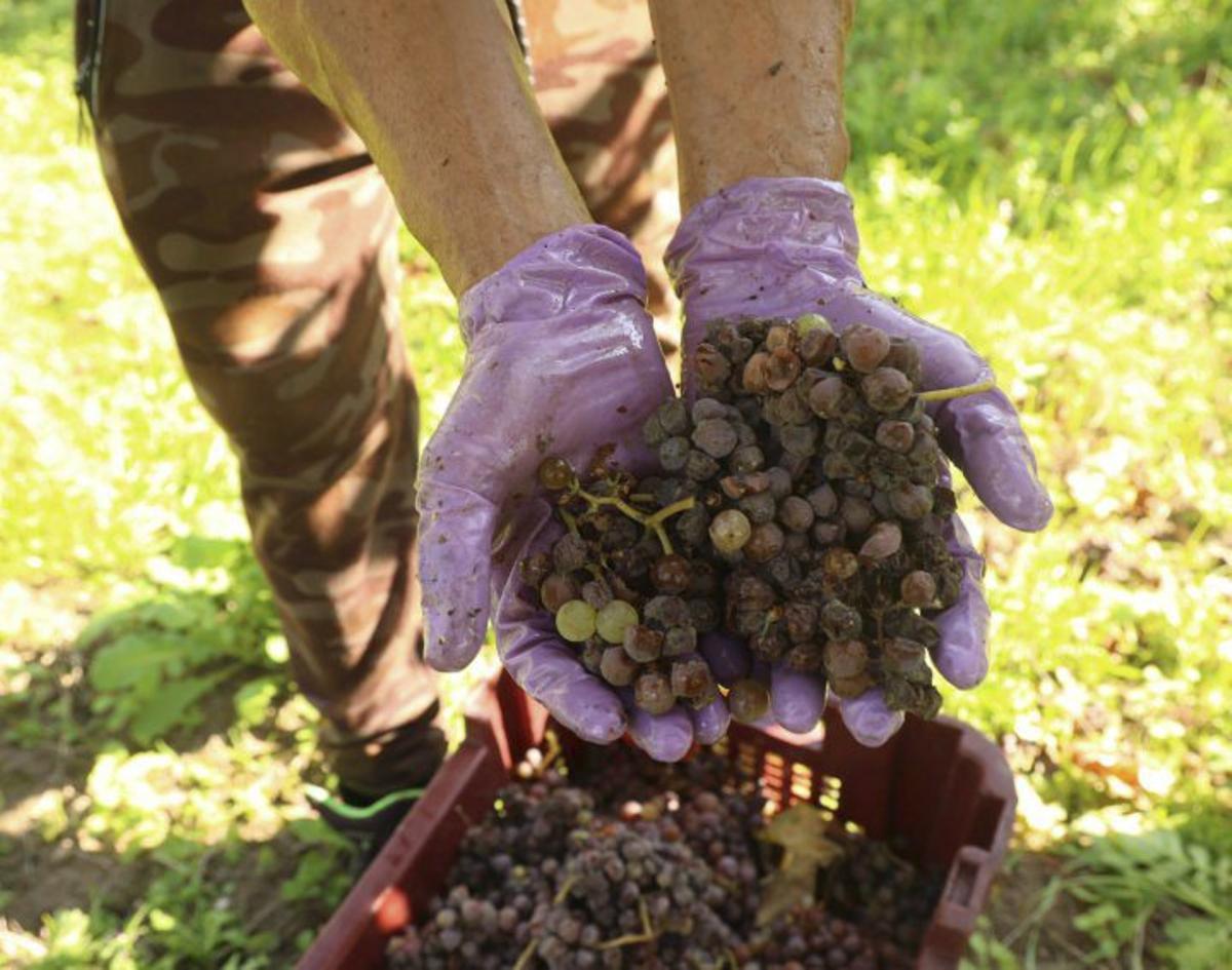Rías Baixas, vinos de colección