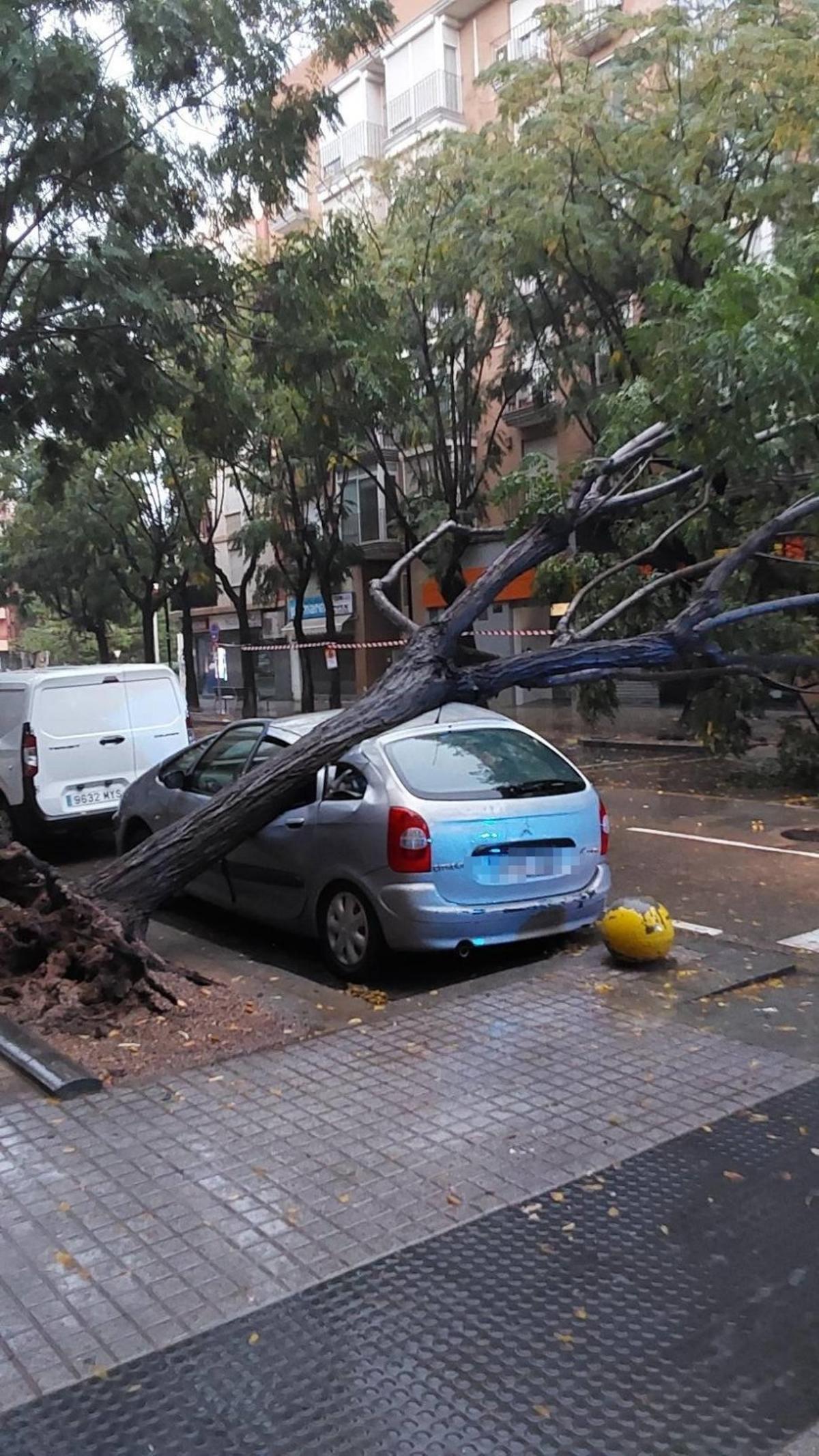 Caída de un árbol en Alboraia a causa de la dana Alice.