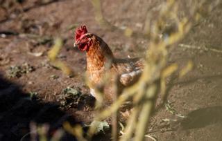 Un foco de gripe aviar obliga a sacrificar a más de 133.000 gallinas en Valladolid