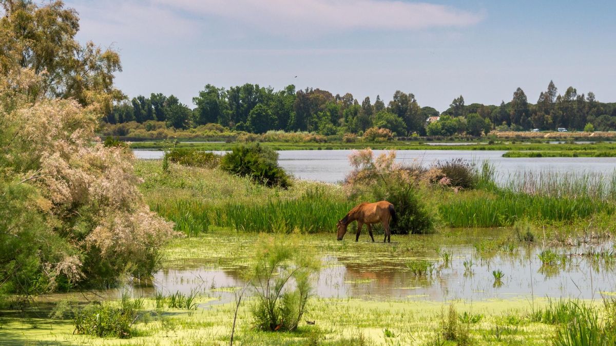 No hace falta irse lejos para hacer un safari: recorriendo España tras 10 especies emblemáticas