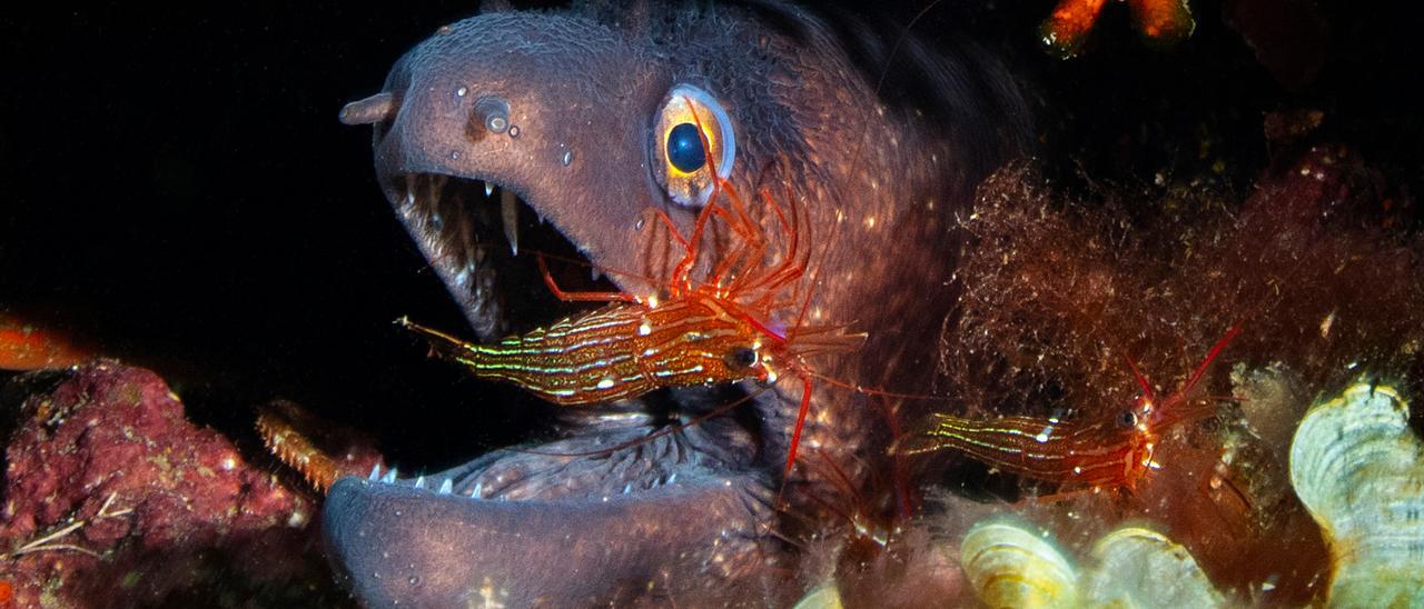 Morena con gambas limpiadoras en la inmersión de Agujeros azules en Xarraca