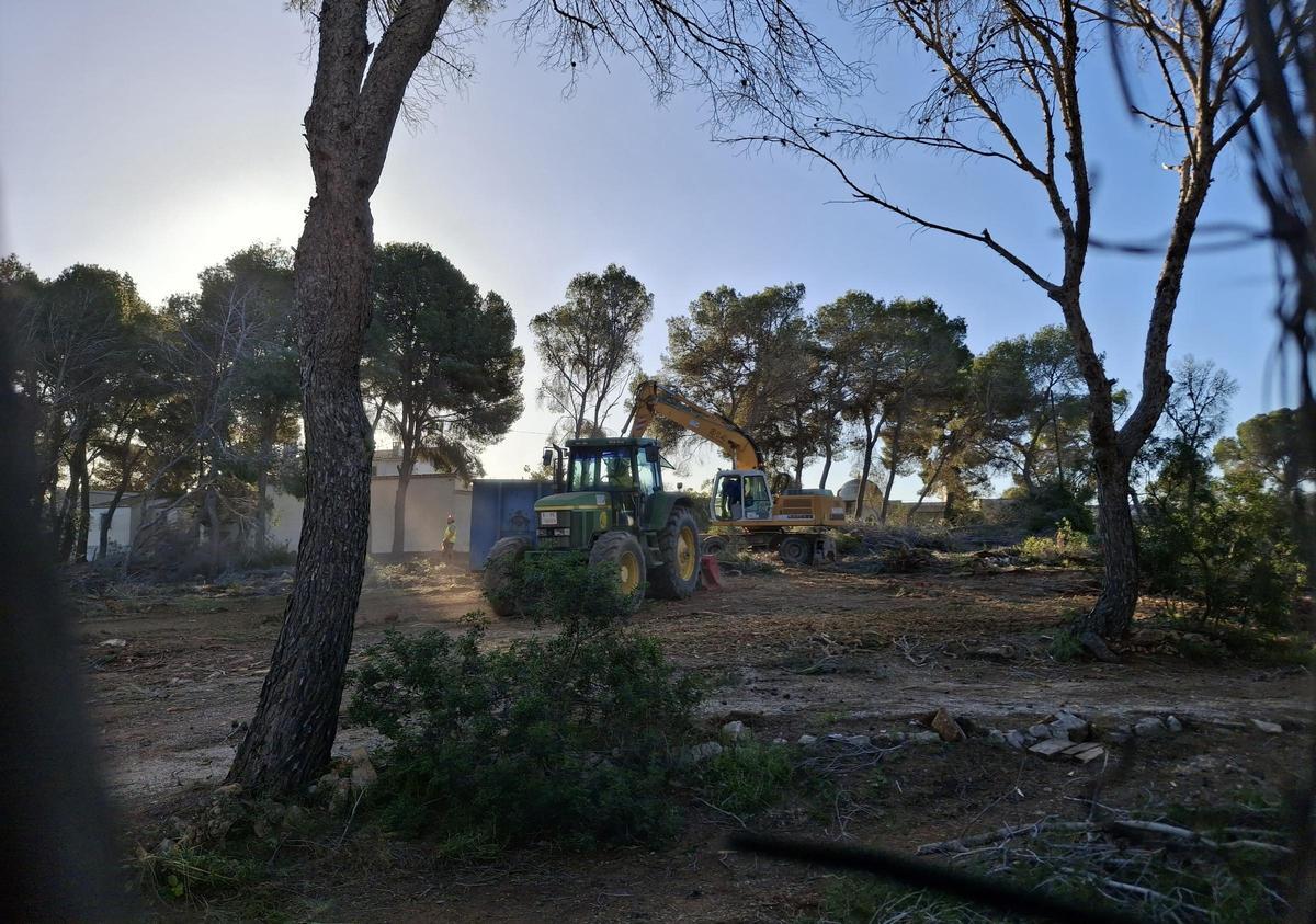 Otra imagen de la tala