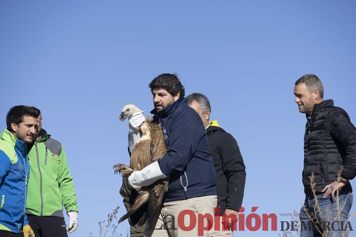 Suelta de dos buitres leonados en la Sierra de Mojantes en Caravaca