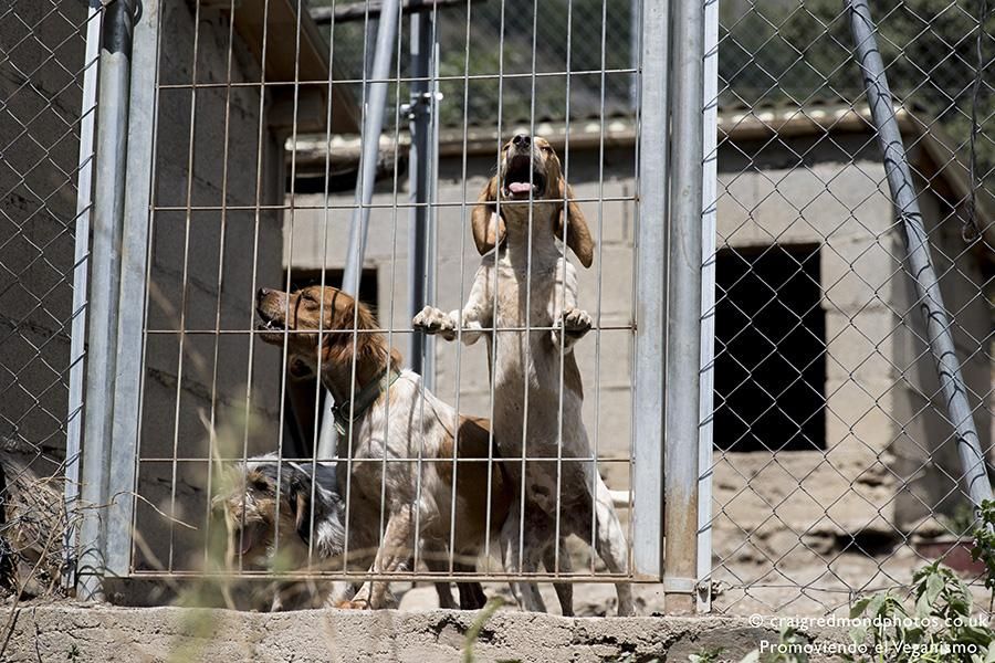 La asociación Promoviendo el Veganismo denuncia casos de maltrato a perros de caza en el Pirineo