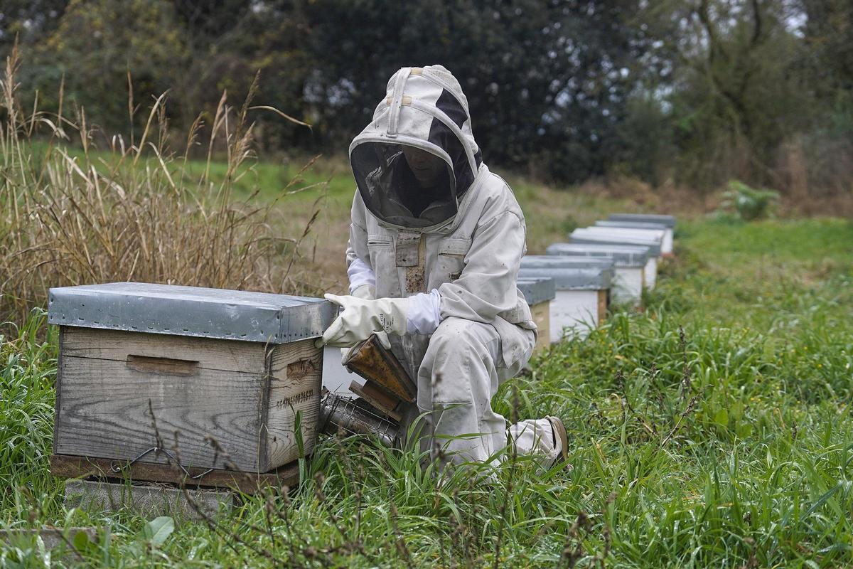 Laura tenint cura de les abelles que estan criant a la seu de Dolça Abella, a Crespià.