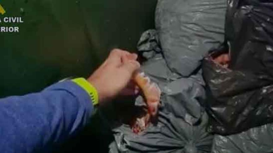 Intervienen en A Coruña casi 90 kilos de cigalas supuestamente capturadas en zona prohibida