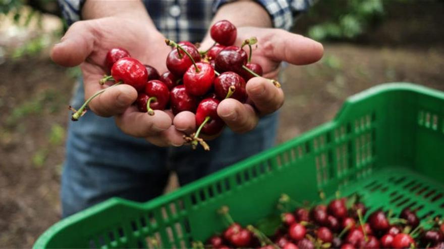 Los vertidos de cerezas de destrío, un problema para el Valle del Jerte