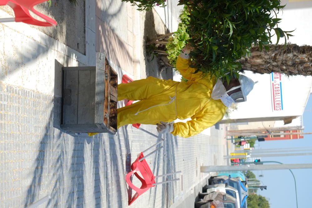 Revuelo en la calle principal de La Marina por un panal de abejas