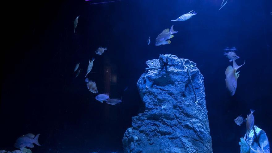 El Aquarium Finisterrae estrena tanque de aguas profundas