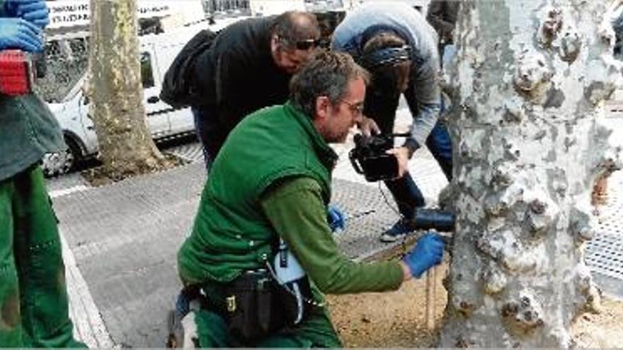 Un tècnic injecta el tractament a la base dels plàtans del Firal d&#039;Olot.