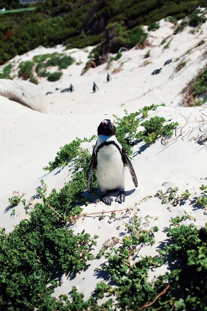 Pingüino africano en Boulders Beach.