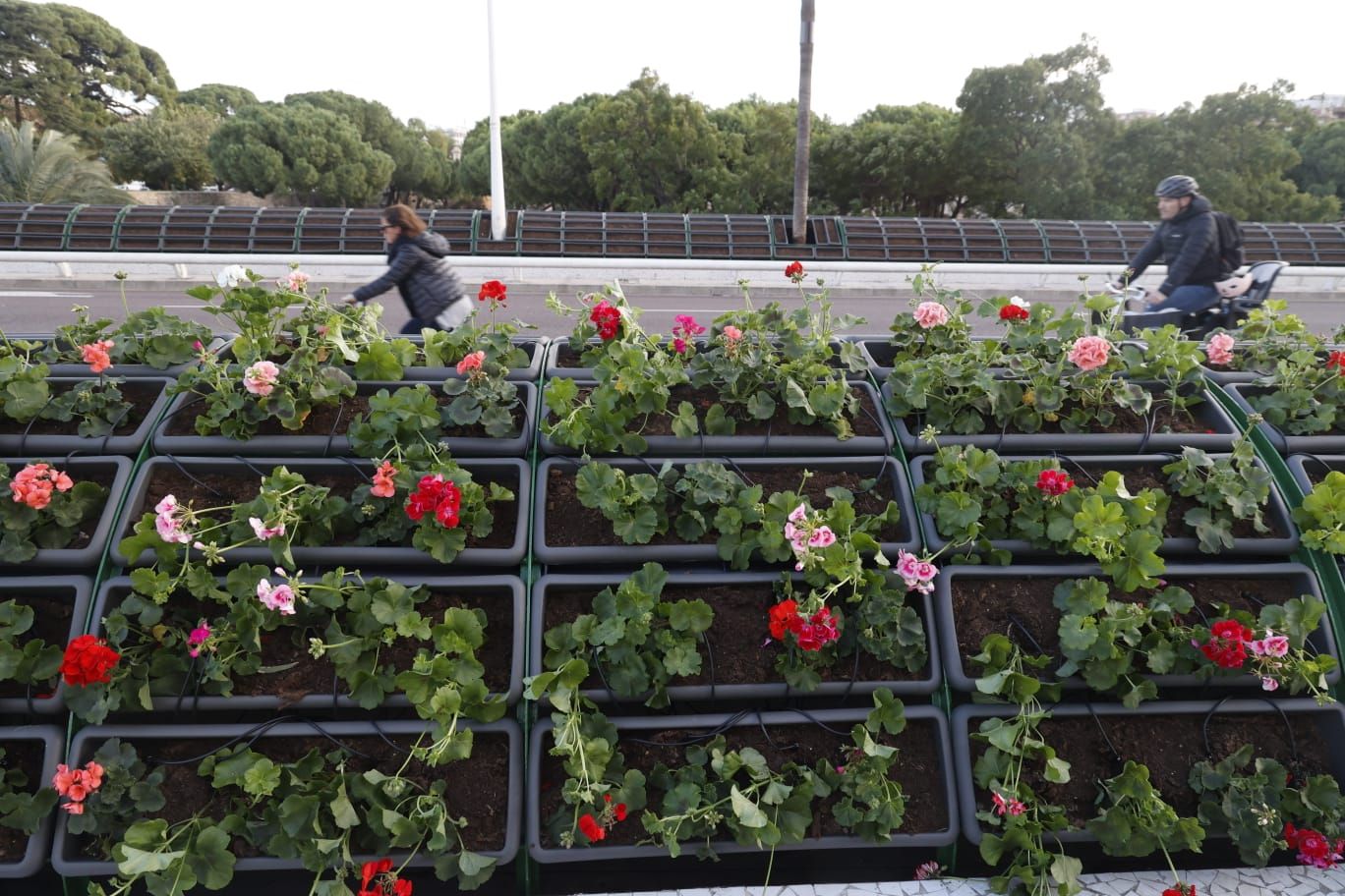 Comienzan a replantar el Puente de las Flores