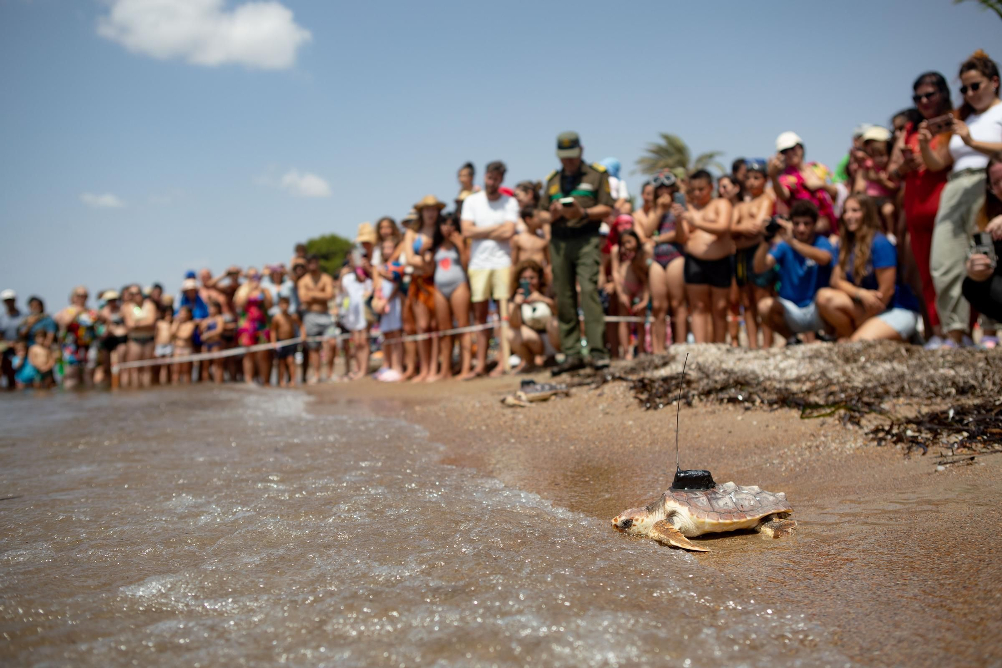 Sueltan 21 tortugas bobas en su hábitat natural en Isla Plana