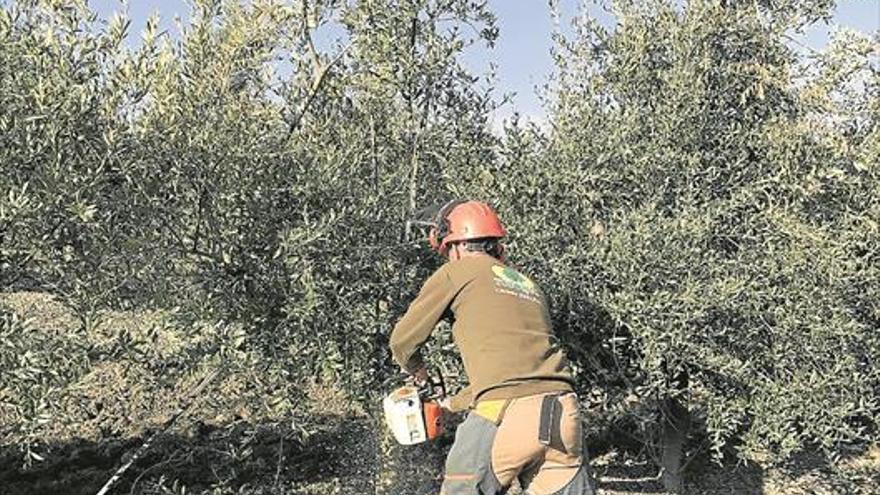 La poda influye en la producción del aceite de oliva virgen extra