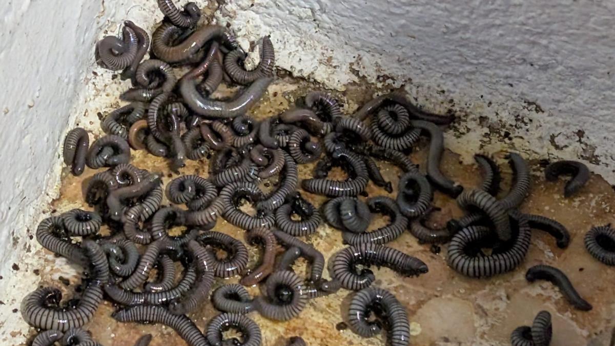 La plaga del milpiés se expande a zonas diseminadas de Xàtiva y Llocnou, que ha aplicado un tratamiento especial para liquidarlos