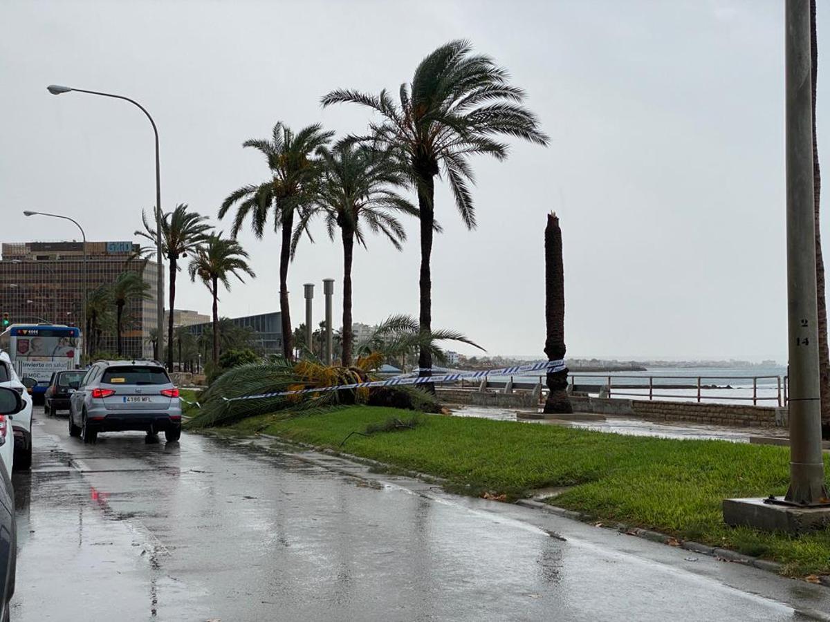 FOTOS │Una intensa tormenta barre Mallorca FOTOS │Una intensa tormenta barre Mallorca