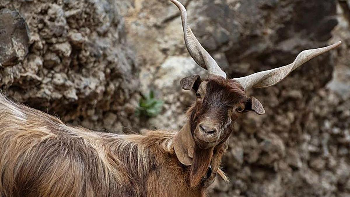 Ejemplar de cabra de raza palmera.