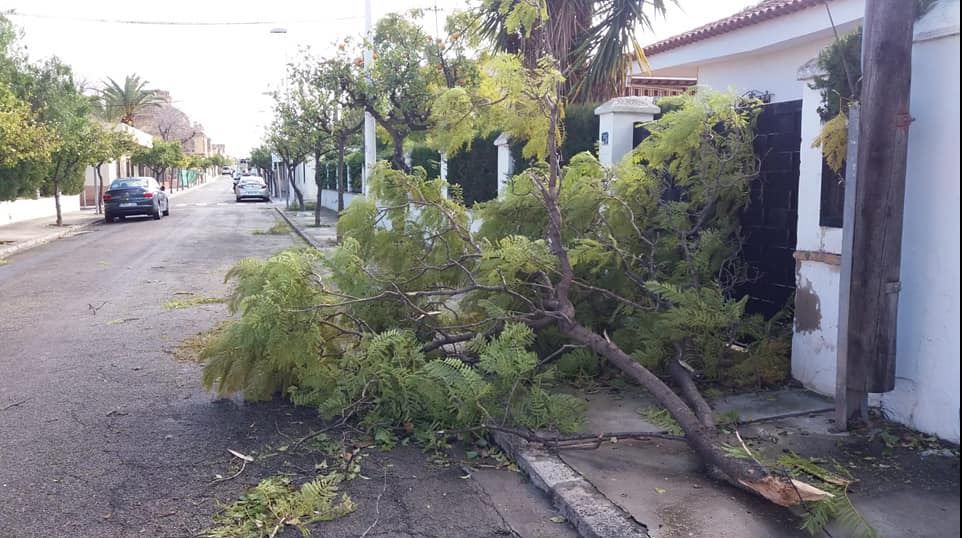 El viento provoca la caída de una decena de árboles en Riba-roja de Túria