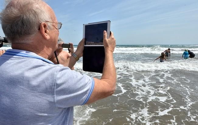 18/03/2016 PLAYA DEL INGLES, SAN BARTOLOME DE TIRAJANA. Suelta de tortugas bobas en Playa del Ingles. Foto: SANTI BLANCO