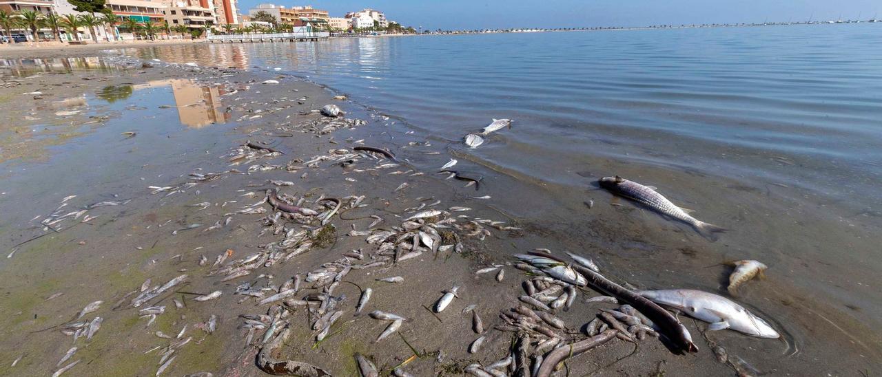 Peces muertos en las playas de San Pedro, en el Mar Menor, durante la anoxia de 2019.