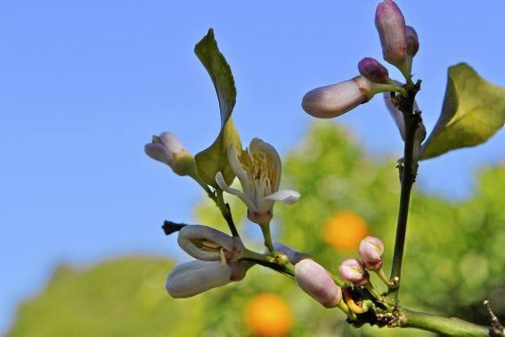 Auf der biologischen Zitrus-Plantage Ecovinyassa in Sóller ziehen die weißen Blüten nicht nur Bienen an.