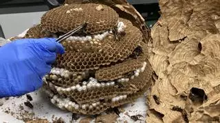La avispa asiática invade la provincia de Málaga