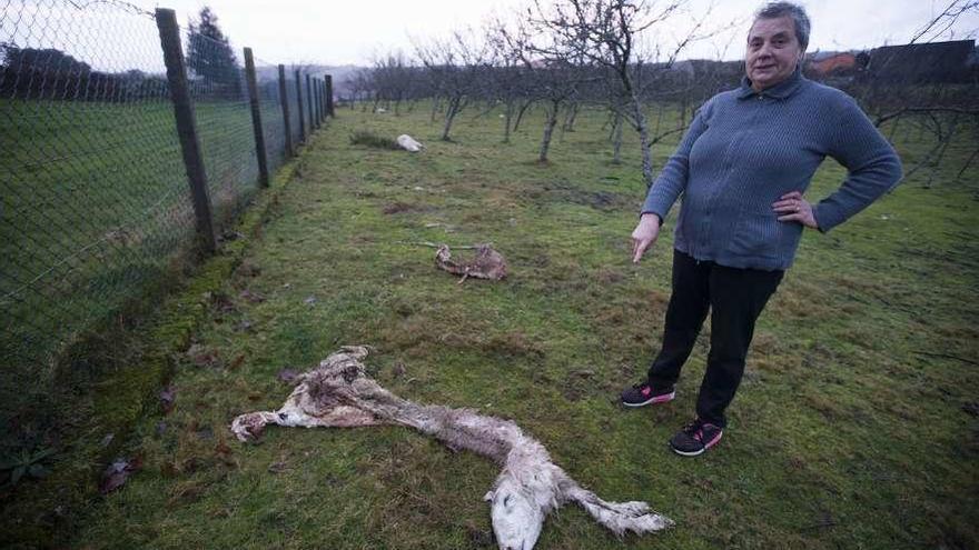 La propietaria de los animales muestra los restos de alguna de sus ovejas. // Bernabé/Cris M.V.