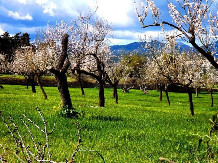 Mandelblüte auf Mallorca