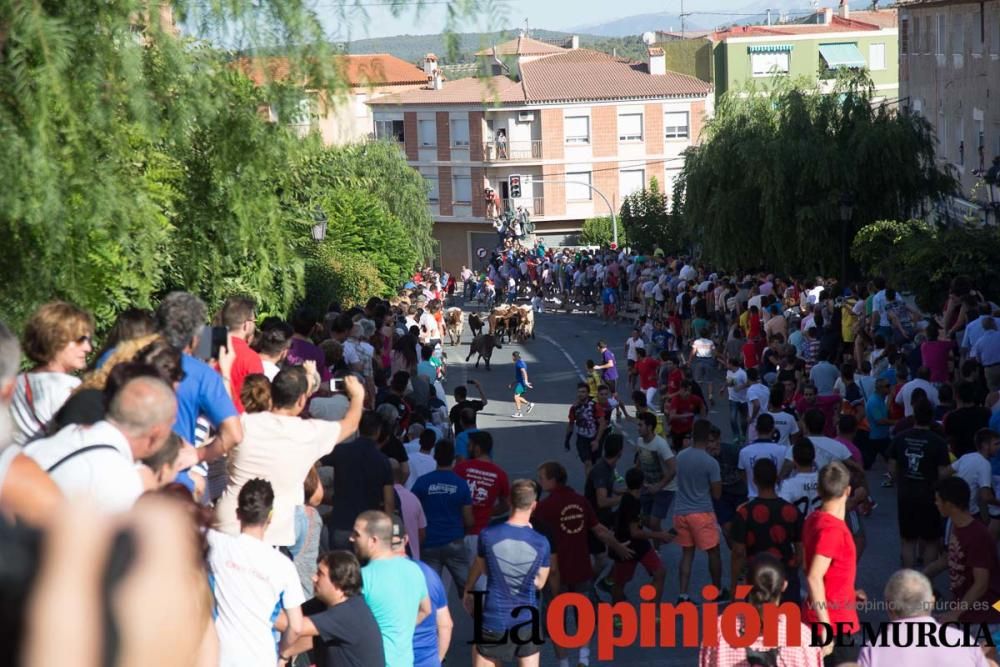 Última suelta de vacas en Moratalla