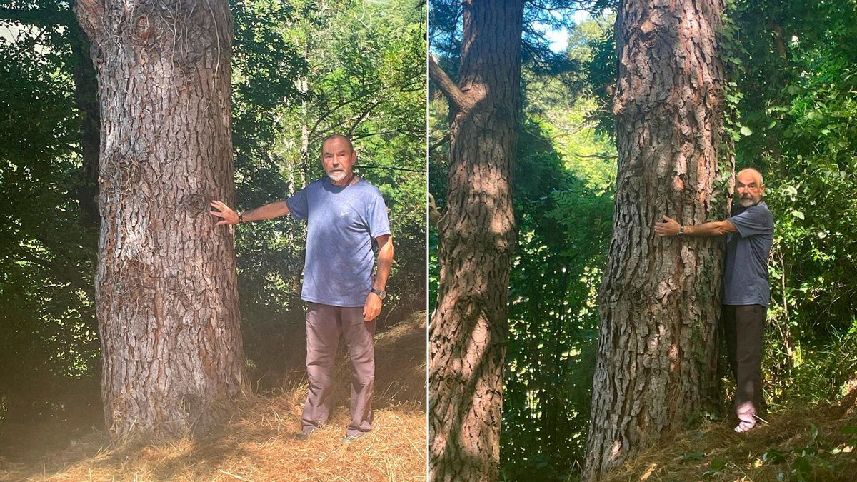 Javier Villa Vega, junto a dos de los pinos de su finca de Teverga que crecieron gracias a las semillas regaladas por LA NUEVA ESPAÑA.