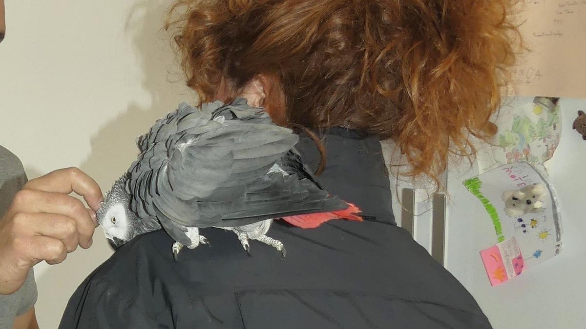 Imagen del loro recuperado por Mossos.