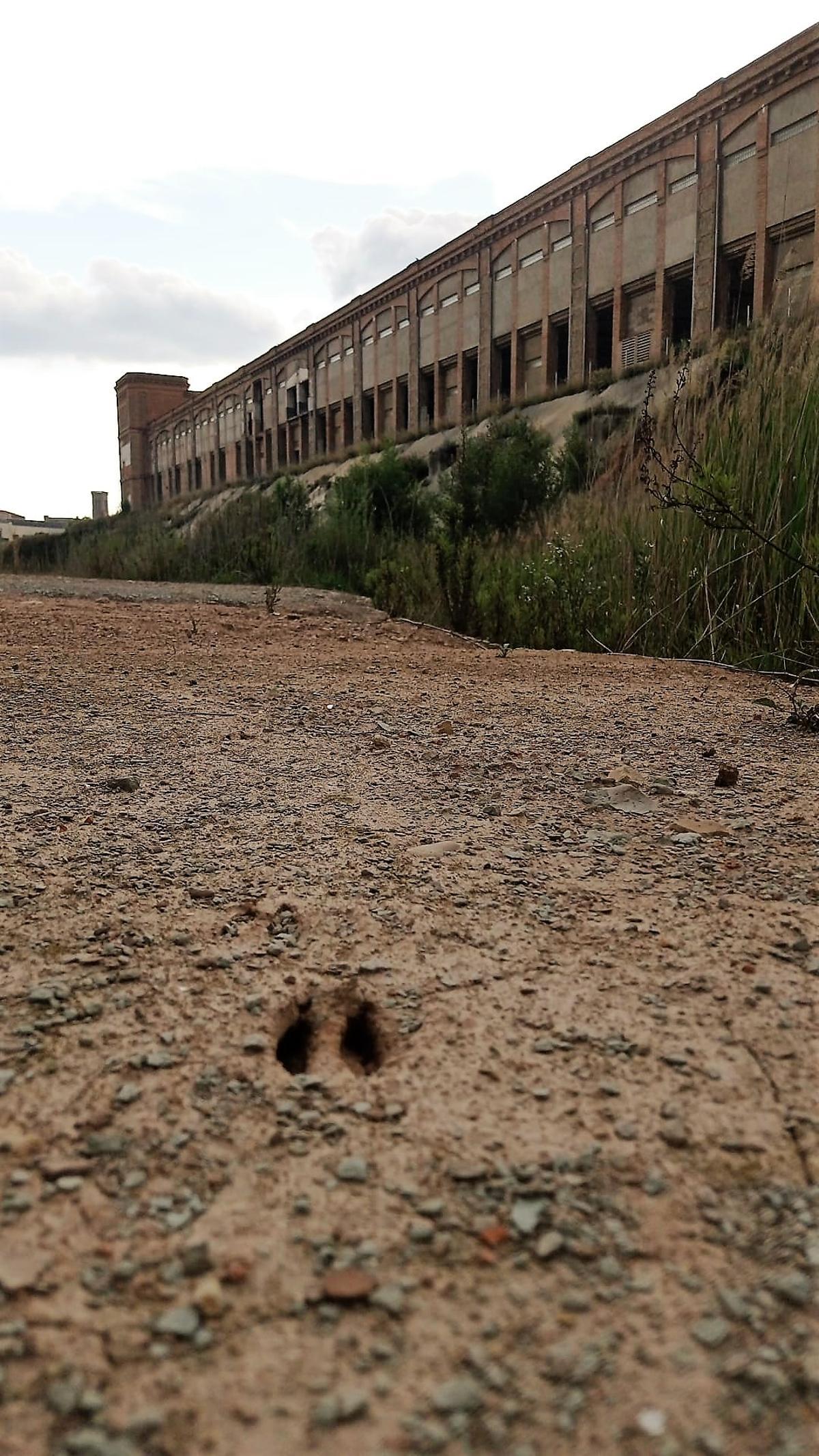 Una altra petjada d'un dels exemplars que va arribar a Manresa, amb la Fàbrica Nova darrere, ahir