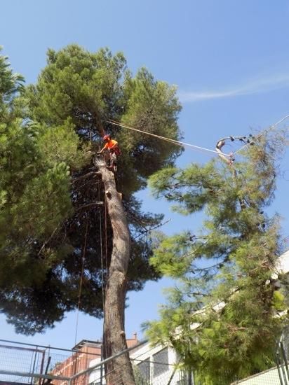 Tala d''arbres a la Renaixença