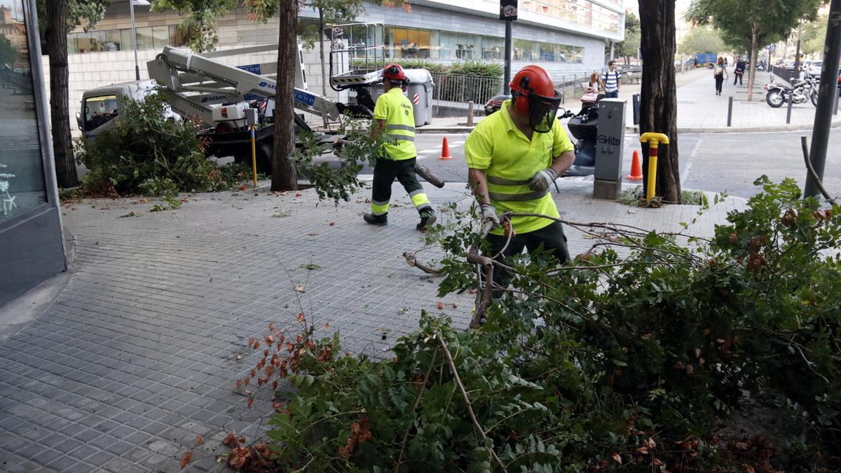 Los servicios de limpieza de Badalona retiran árboles caídos por el temporal.