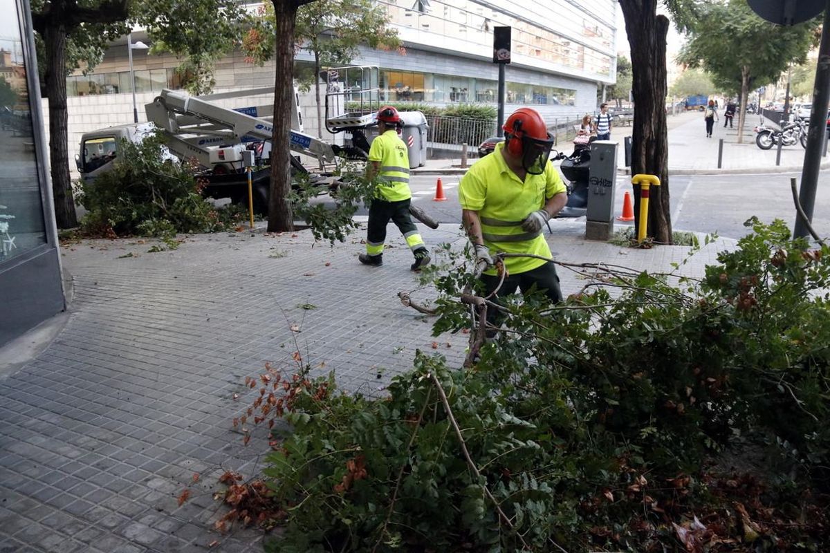 Els serveis de neteja de Badalona retiren arbres caiguts pel temporal.