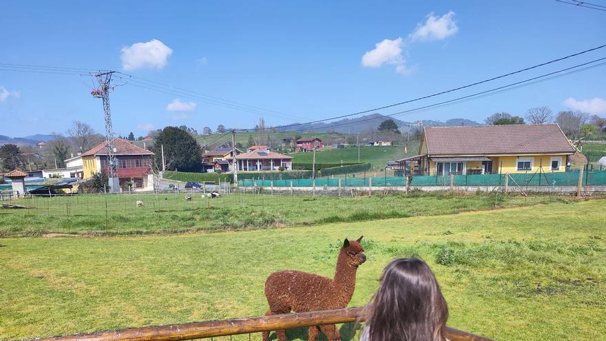 Las alpacas de Llanera, en imágenes