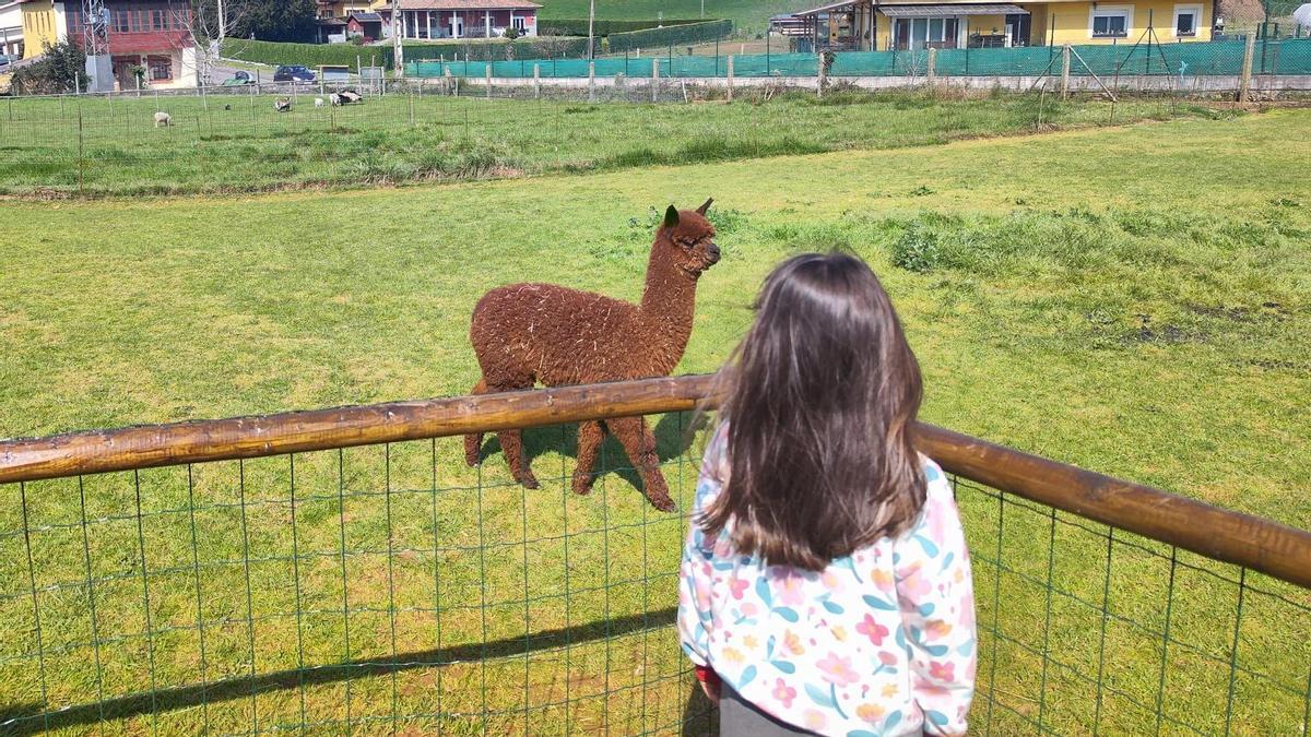 Las alpacas de Llanera, en imágenes