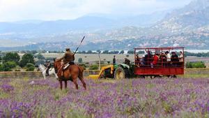 Visita guiada en la ganadería Aurelio Hernando, en la Finca La Gamonosa (Soto del Real)