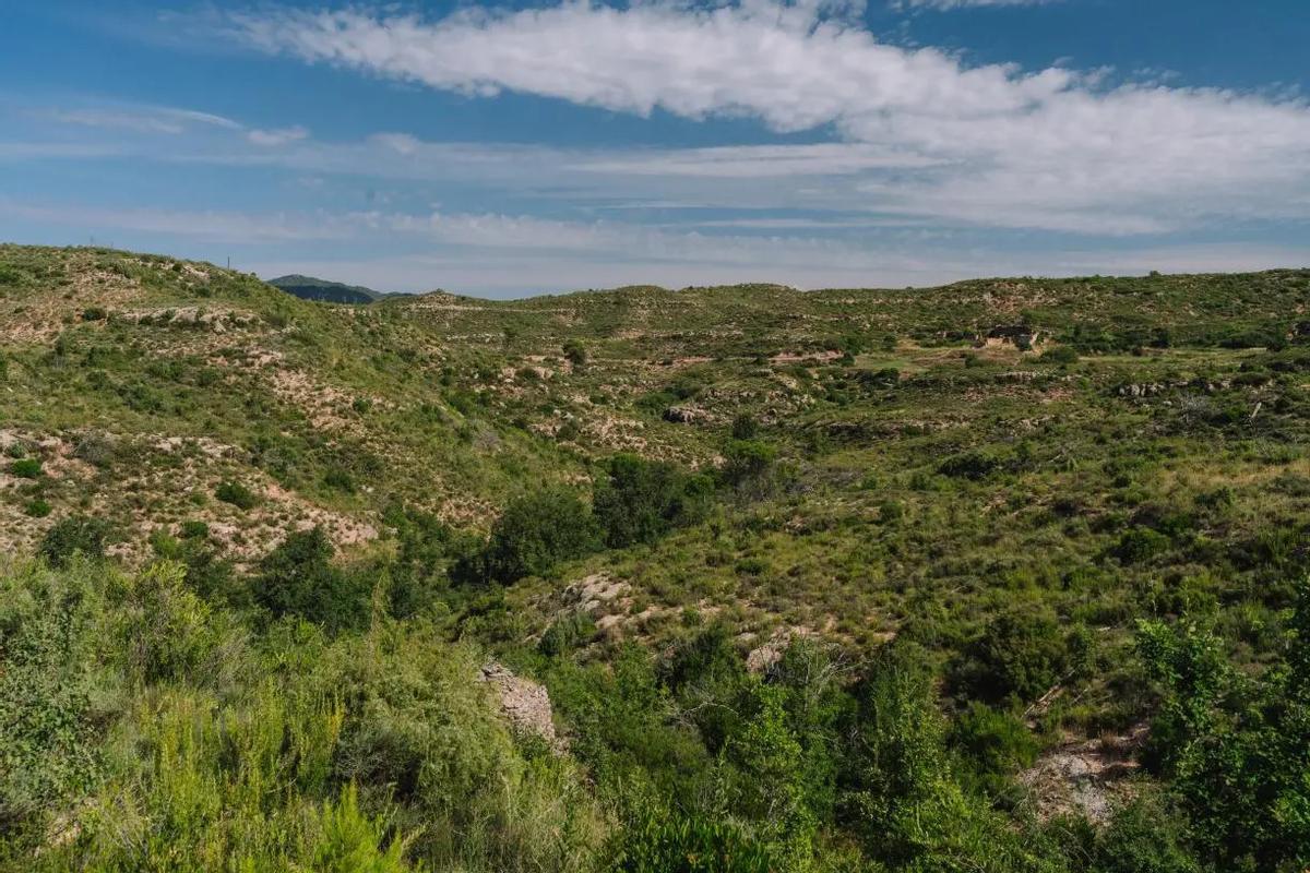 Actualment, la zona cremada d'Òdena és un espai obert dominat per arbustos i matolls.