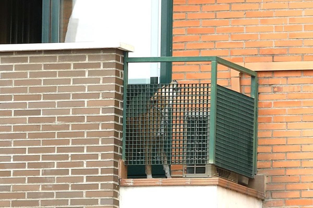 El perro Excalibur, en el balcón del domicilio de Teresa Romero y Javier Limón, este miércoles.
