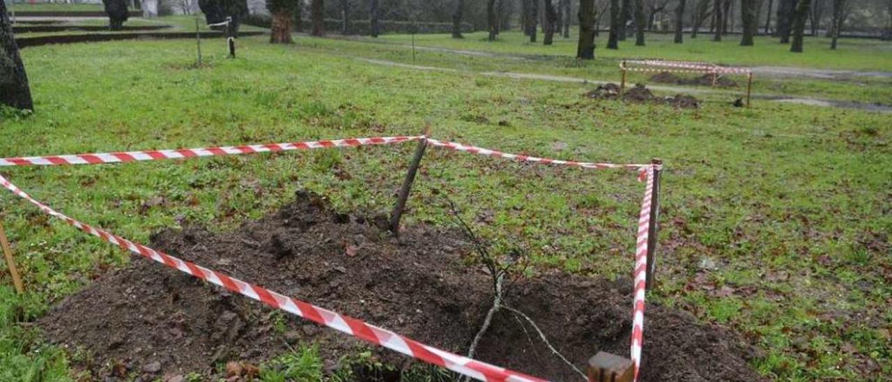 Los huecos de los ejemplares que no se adaptaron al entorno y que fueron retirados ayer. // Noé Parga