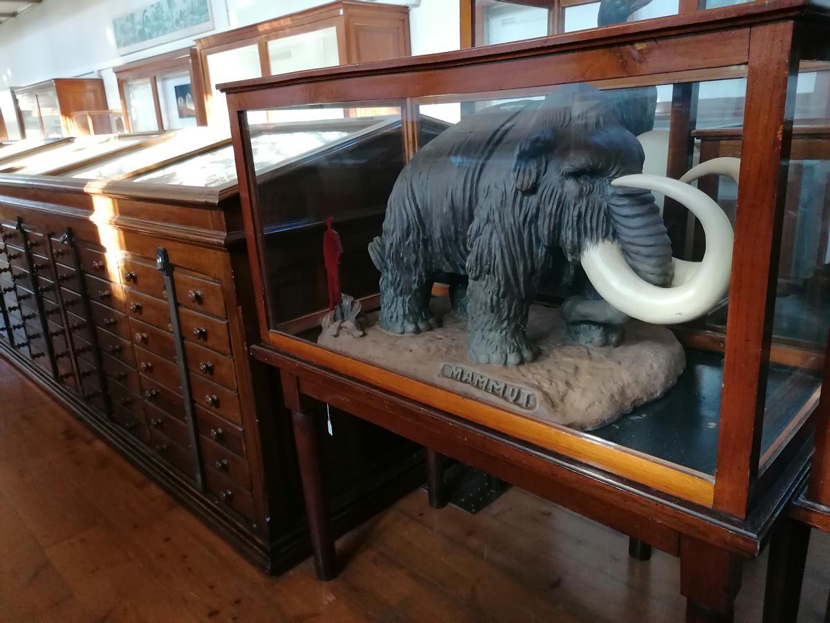 Maqueta del mamut de la Ciutadella, en el Museu de Ciències Naturals de Barcelona, en 2020