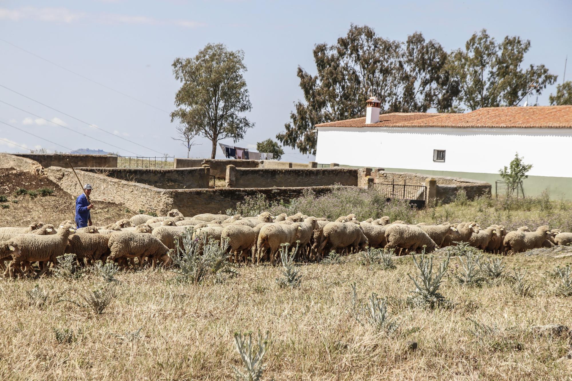 La ganadería merina Fuente de los Romeros.