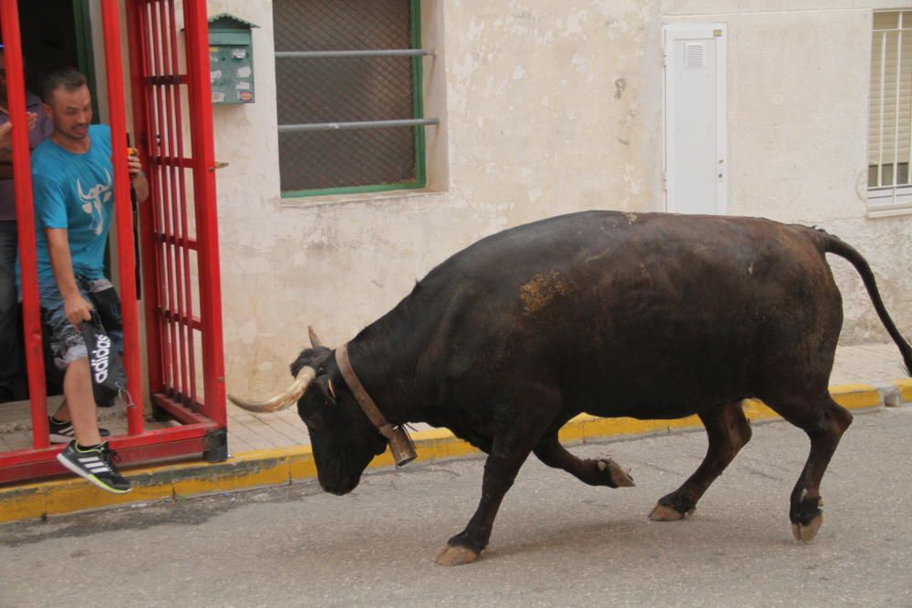 Tibi celebra su tradicional "Entrà de la Vaca"