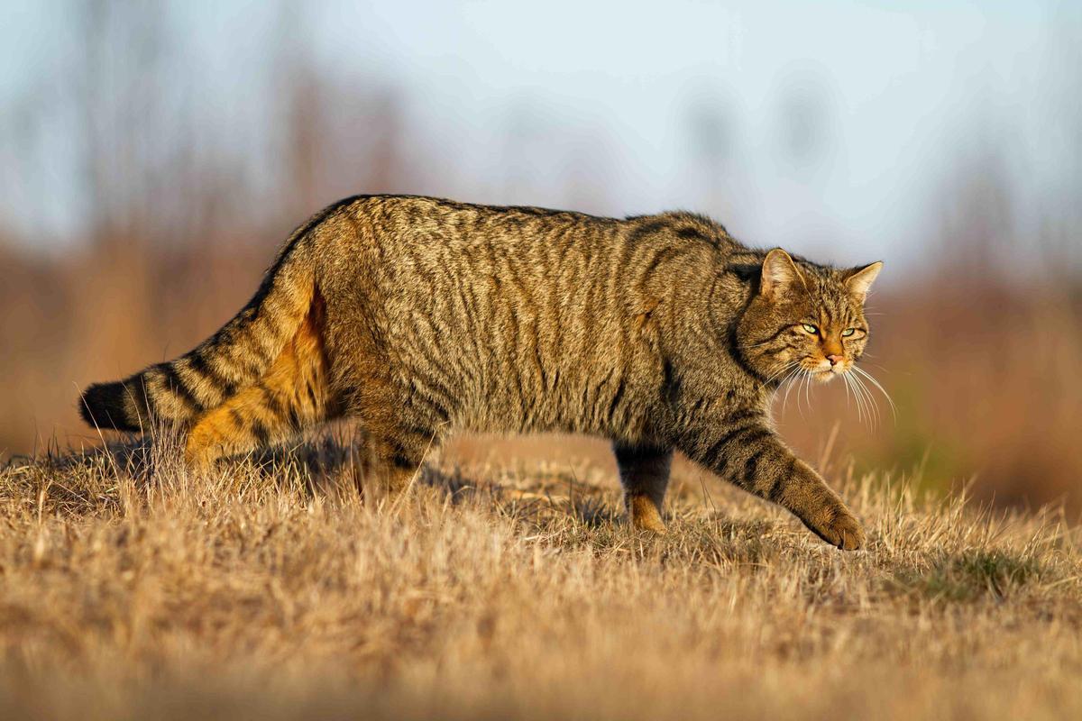 Las poblaciones de gato montés han disminuido drásticamente en España sin que la ciencia ni las autoridades se hayan percatado.